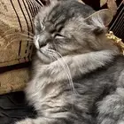 مكافأه ماليه لمن يجده