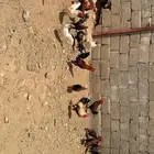 ديكه