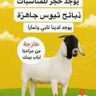 تيوس جذعان شحم ولحم الموقع (القنفذة-حلي)