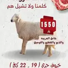 تمتعوا بعروض ابو طلال للذبائح المتواصلة