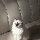 قطه هملايا للبيع