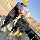 فحل نجدي صنف