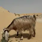 عنز دافع شرط ( تم البيع )