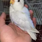 فرخ روز