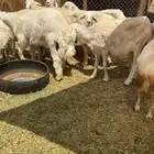 حريات و3 رفيد