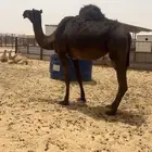 رباع حايل
