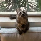 قطه للبيع مع جميع مستلزماتها