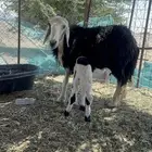 للبيع نجديه وحريه متابيع