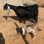 عنز صنف عارضيه والد معها جفره