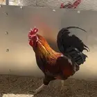 عرض لكم ديك بلدي حار