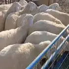 رخال حريه اعمار 3 شهور ونص جرم عالي