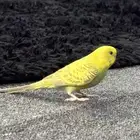 بادجي