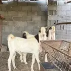 تيسين صنف فاخر لتفحيل
