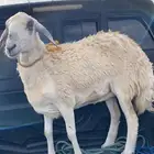 نعجه مسلوخه للبيع وهذي صورتها قبل السلخ
