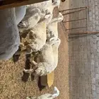 هرافا