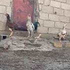 دجاج باكستاني