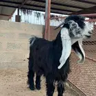 تيس عارضي معرف