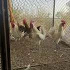 ديوك بلدي