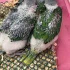 فروخ درة نيبالي