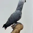 كاسكو أليف