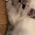 قطه