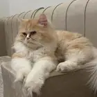 قط للتبني معقم