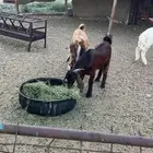 تيوس عوارض فل شحم ولحم على الشرط سليمه من جميع العذاريب