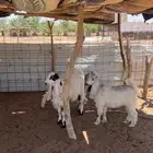 للبيع جفار العد 3 الموقع الشملي