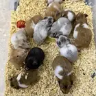 هامستر سوري منتجات