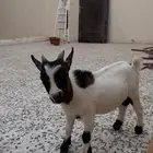 ماعز قزم صغير نادر
