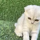 سكوتش فولد للبيع عمر شهرين انثى