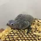 فرخ كنيور بلو شيك