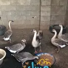 وز عراقي