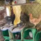 دجاج بلدي بياض واديكه بلدي