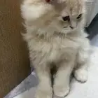 قط من أب سكوتش بريتيش الام شيرازية