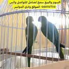 طيور دره للبيع