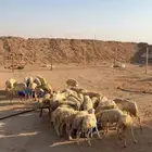 رخال رفيديات بلدي 35 راس تم البيع