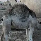 بكره كفو مغلقه شحم