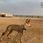 جرو ذيب