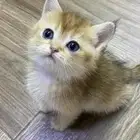 اخر قطتين والاسعار مغريه