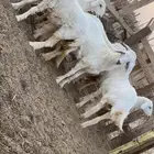 رخال مقاني طيبه