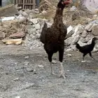 دجاجة شامو معاها صوص