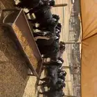 معزى دفيع ومقرعه بفحلها