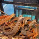 سحليه الأقوانا