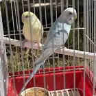 3 اجواز بادجي فاخرة