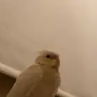 طير كروان اليف