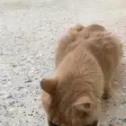 قط ذكر ضايع في حي الجوهره لونه كما وضح في الصوره