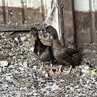 بط شرشري