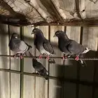 مطلوب حمام مثل هذا