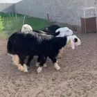 خرفان ذبايح نجد